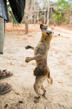 Turuncu gözlü şirin kahverengi lemur (Eulemur fulvus). Doğal yaşam alanındaki ağaç gövdesinde nesli tükenmekte olan bir hayvan, Yedek Kimony. Egzotik Madagaskar vahşi yaşam hayvanı.