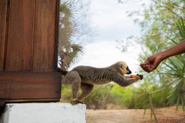 Turuncu gözlü şirin kahverengi lemur (Eulemur fulvus). Doğal yaşam alanındaki ağaç gövdesinde nesli tükenmekte olan bir hayvan, Yedek Kimony. Egzotik Madagaskar vahşi yaşam hayvanı.