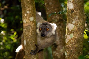 Taç giymiş lemur (Eulemur Coronatus), Madagaskar 'dan gelen endemik hayvan. Palmarium Park Oteli. Seçici odak noktası kafasında kırmızı desenli sevimli, komik gri bir hayvan..