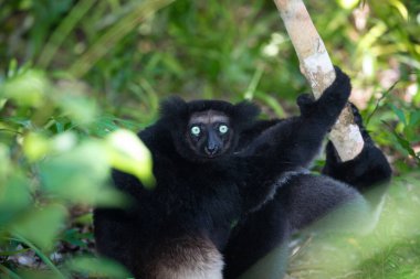 Lemur Indri indri, babakoto Madagaskar 'dan en büyük siyah beyaz lemur. Arkadan ışıklandırılmış yağmur ormanı arka planı, yakın plan, seçici odaklı delici mavi gözlü sevimli hayvan. Palmarium Park Oteli