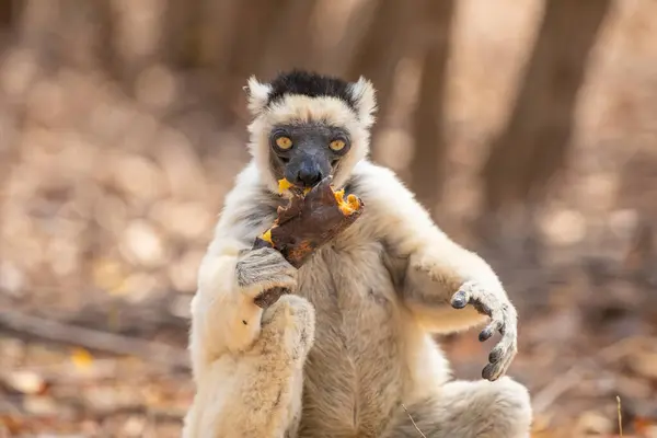 stock image Verreaux's sifaka in Kimony hotel park. White sifaka with dark head on Madagascar island fauna. cute and curious primate with big eyes. Famous dancing lemur