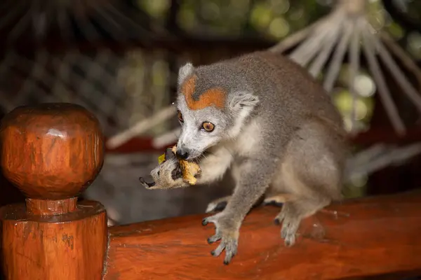 stock image Crowned lemur (Eulemur Coronatus), endemic animal from Madagascar. Palmarium park hotel. selective focus cute funny gray animal with red pattern on head.