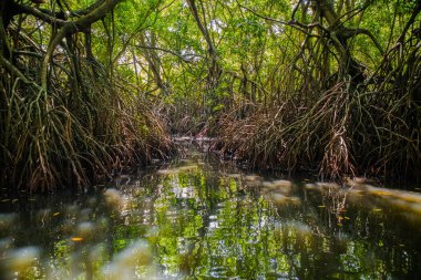 Mangrove habitatı su yüzeyinin üstünde ve altında manzarayı ikiye böldü. Sri Lanka 'da kökleri ve balık sürüsü olan yeşillikler.