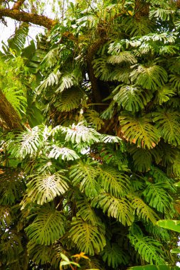 Monstera deliciosa açık hava sarmaşıkları canavar bitkiye tırmanıyor. Kırık yapraklı canavar. Afrika 'da bir ağacın etrafında kocaman bir canavar çalısı kıvrılır.