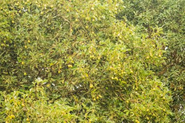 Ağaçta asılı yeşil Haass Avocados meyvesi. yeşil avokado meyveleri Afrika 'da bir ağaçta olgunlaşır.