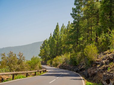 İlkbaharda sık çam ormanları ve dallarında taze iğneler. Doğal arka plan ve manzara. rezerve orman