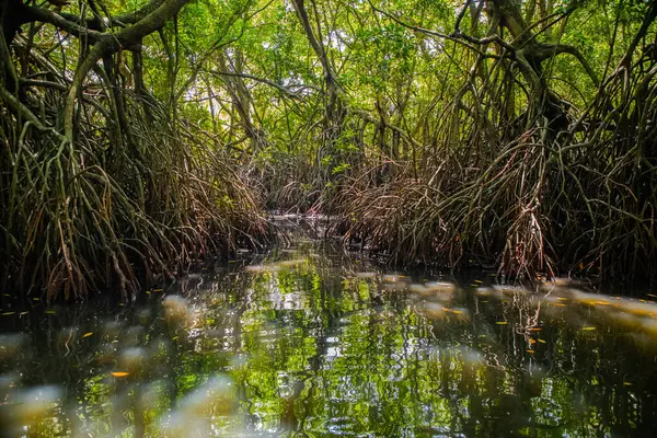 Mangrove habitatı su yüzeyinin üstünde ve altında manzarayı ikiye böldü. Sri Lanka 'da kökleri ve balık sürüsü olan yeşillikler.