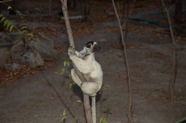 Verreaux's White sifaka with dark head on Madagascar island fauna. cute and curious primate with big eyes. Famous dancing lemur clipart