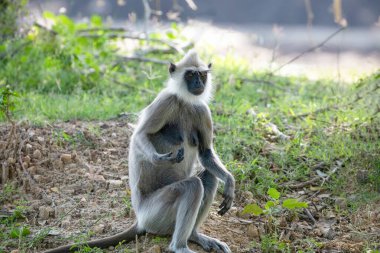 Yala Ulusal Parkı, Sri Lanka 'da siyah yüzlü gri langur maymunu