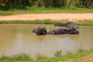 Sri Lanka, Yala 'da dinlenen Asya su bufaloları. Birkaç beyaz balıkçıl, büyük bir boğanın güneşlendiği küçük bir göletin etrafında oturur.