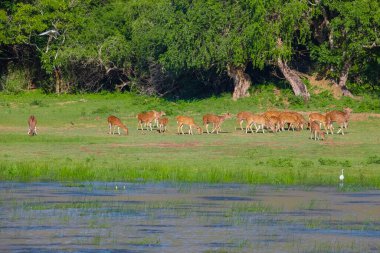 Sika ya da benekli geyik sürüsü Sri Lanka 'da. Vahşi yaşam ve hayvan fotografı. Bir kızıl sika geyik sürüsü yeşil bir çayırda otlar. Doğal ortamdaki bir ormanın arka planına karşı.