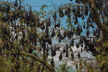 Yakın plan Mariana meyve yarasası (Pteropus mariannus) Sri Lanka 'da mavi gökyüzü arka planında asılı duruyor. Doğal ortamda vahşi hayvanlar.