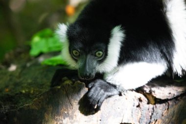 Siyah beyaz yakalı Lemur şirin bir hayvan. Canlı bir doğa geçmişi var. Berlin Hayvanat Bahçesi 'nde nadir görülen bir koruma ve bakım konsepti