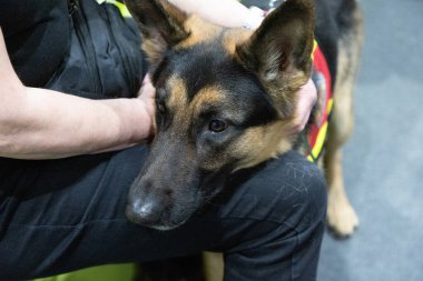 Kahverengi ve sarı Alman çoban köpeği ve insan eli Yaklaş Portre