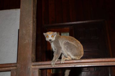 Crowned lemur (Eulemur coronatus) funny animal sits on the railing of the veranda of a bungalow and takes fruit from the hands of an unrecognizable person clipart
