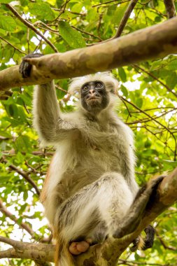 Zanzibar kırmızı kolobus maymunu ağaçta oturuyor ve doğal yaşam alanı olan ormanda dinleniyor. Koyu yüzlü sevimli vahşi maymun. Zanzibar Adası, Tanzanya. Afrika seyahati ve vahşi hayvanlar konsepti.