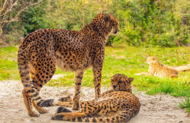 two cheetahs are resting nearby on the green grass, very close eye contact. Large graceful feline beast clipart
