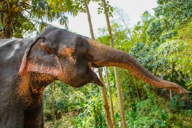 Belirli ten rengine sahip büyük Asya fili, pembe arka planda küçük gri noktalar, çiller gibi. Park 'ta eğitilmiş fil Sri Lanka.