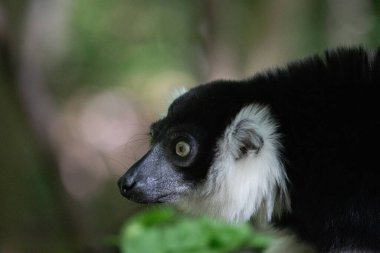 Siyah beyaz yakalı Lemur şirin bir hayvan. Canlı bir doğa geçmişi var. Nadir görülen özel koruma ve bakım konsepti
