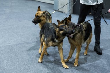Üç genç kahverengi ve sarı Alman çoban köpeği. Yaklaş.