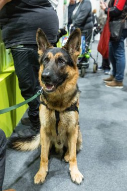 Kahverengi ve sarı Alman çoban köpeği ve insan eli Yaklaş Portre