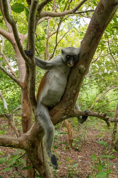 stock image Zanzibar red colobus monkey sitting on tree and resting in forest, its natural habitat . Cute wild monkey with dark face . Zanzibar Island, Tanzania. Africa travel and wild animals concept.