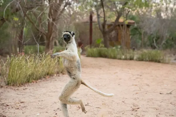 stock image Verreaux's White sifaka with dark head on Madagascar island fauna. cute and curious primate with big eyes. Famous dancing lemur