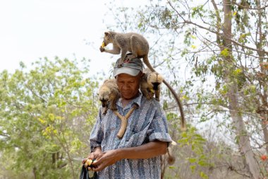 Madagaskar. 18 Ekim 2023 'te Madagaskar' da bir adamın elinden yiyecek alan kahverengi lemurlar sürüsü. Evcil lemurlar park bekçisinin omzunda otururlar.