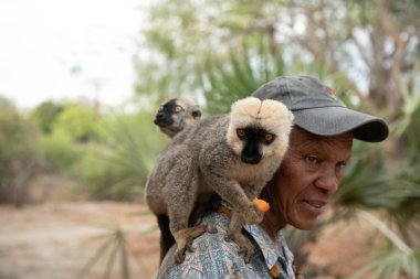 Madagaskar. 19 Ekim 2023. Madagaskar 'da bir adamın elinden yiyecek alan kahverengi lemurlar sürüsü. Evcil lemurlar park bekçisinin omzunda otururlar.