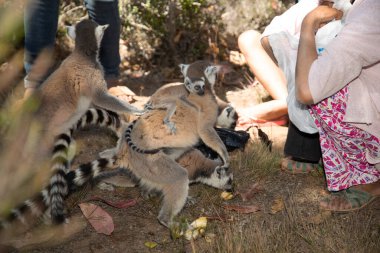 Madagaskar. 08 Ekim 2023 'te Halka Kuyruklu Lemur' u besleyen ve milli parkta oynayan insanların yakın çekimi..
