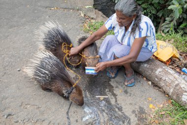Sri Lanka 10 february 2023. An elderly woman from Sri Lanka holds three pet porcupines on a leash. photograph of an attraction for tourists for money. clipart