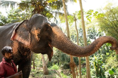 Sri Lanka 'da 10 Şubat 2023. Parlak yaz kıyafetleri giymiş genç Sri Lankalı adam gülümsüyor ve filinin yanındaki toprak yolda uzun bir palmiye ağacının yanında durup onu okşuyor..