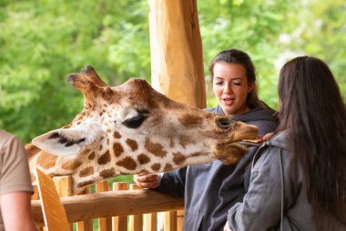 Berlin, Almanya. 30.06. 2023. Genç kadınlar hayvanat bahçesinde zürafayı elle besliyor.