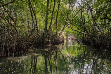 Mangrove habitatı su yüzeyinin üstünde ve altında manzarayı ikiye böldü. Sri Lanka 'da kökleri ve balık sürüsü olan yapraklar. Yaz doğası.