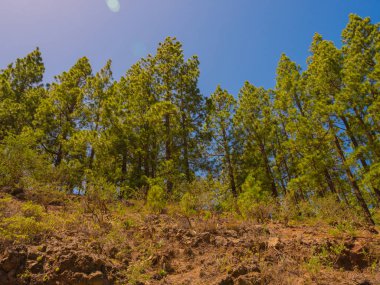 İlkbaharda sık çam ormanları ve dallarında taze iğneler. Doğal arka plan ve manzara. İçine kapanık orman. Yaz doğası.