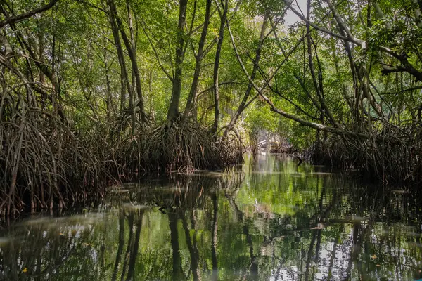Mangrove habitatı su yüzeyinin üstünde ve altında manzarayı ikiye böldü. Sri Lanka 'da kökleri ve balık sürüsü olan yapraklar. Yaz doğası.
