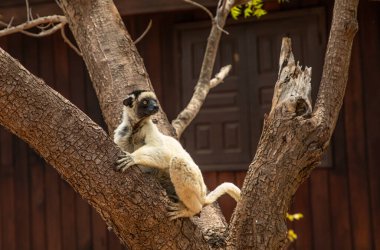 Verreaux's sifaka in Kimony hotel park. White sifaka with dark head on Madagascar island fauna. cute and curious primate with big eyes. Famous dancing lemur clipart