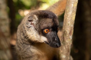Taç giymiş lemur (Eulemur Coronatus), Madagaskar 'dan gelen endemik hayvan. Palmarium Park Oteli. Seçici odak noktası kafasında kırmızı desenli sevimli, komik gri bir hayvan..