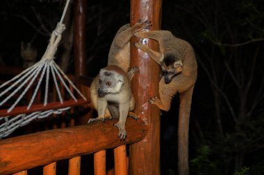 Lemur mischiefs on the veranda of the bungalow and waits for food. cute naughty little animal endemic Madagascar. Park hotel Palmarium clipart