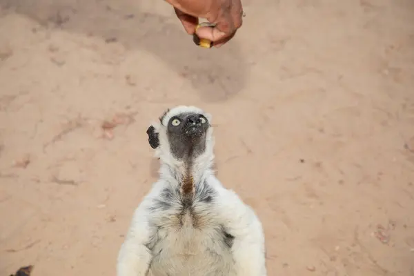 stock image Verreaux's White sifaka with dark head on Madagascar island fauna. cute and curious primate with big eyes. Famous dancing lemur