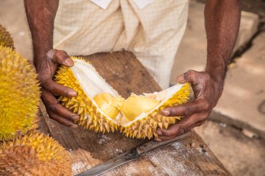 Olgun sarı durian meyveleri ahşap tezgahın üzerinde katlanmış satılıktır. Sri Lanka 'nın geleneksel meyveleri. Erkek elleri olgun durian meyvesini ikiye bölüyor.
