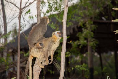 Kahverengi lemurlar (Eulemur fulvus) komik kahverengi lemurlar doğal ortamında, Madagaskar 'da ulusal bir parkta