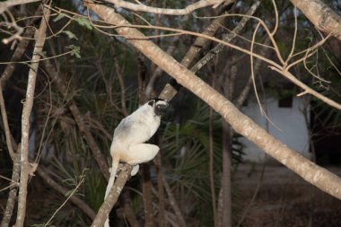 Madagaskar Adası faunasında siyah kafalı Verreaux 'nun White sifaka' sı. Büyük gözlü sevimli ve meraklı bir primat. Ünlü dans eden lemur.