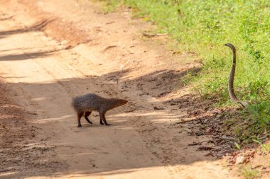 Asyalı firavun faresi vahşi ve doğal ortamlarda saldırgan bir kobrayla dövüşüyor. Yılan kaputunu açtı ve dövüşerek duruyor, firavun faresi kıllanıyor.