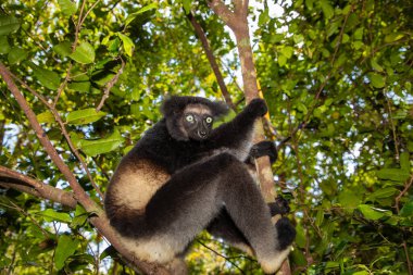 Lemur Indri indri, babakoto Madagaskar 'dan en büyük siyah beyaz lemur. arka planda kalan yağmur ormanları, yakın plan. Seçici odak noktasında delici mavi gözleri olan sevimli hayvan..