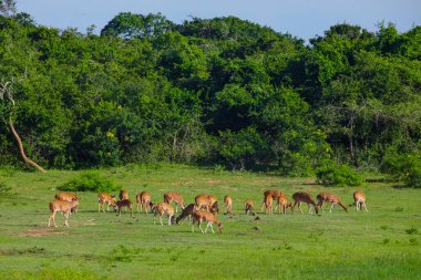 Sika ya da benekli geyik sürüsü Sri Lanka 'da. Vahşi yaşam ve hayvan fotografı. Bir kızıl sika geyik sürüsü yeşil bir çayırda otlar. Doğal ortamdaki bir ormanın arka planına karşı.