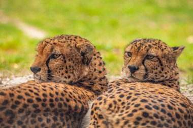 two cheetahs are resting nearby on the green grass, very close eye contact. Large graceful feline beast clipart