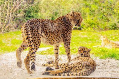 İki çita yeşil çimlerin üzerinde dinleniyor, çok yakın göz teması. Büyük, zarif kedi yavrusu.