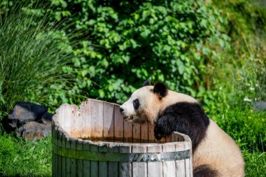Yeşil çimlerde pandalarla oynarken çok neşeliydi. Nesli tükenmekte olan nadir hayvanlar korunan konsept. sevimli sakar siyah ve beyaz ayı