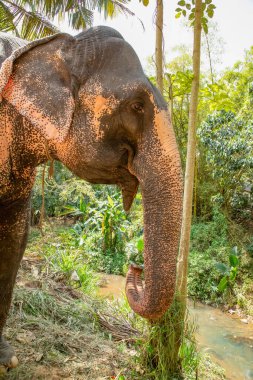 Belirli ten rengine sahip büyük Asya fili, pembe arka planda küçük gri noktalar, çiller gibi. Park 'ta eğitilmiş fil Sri Lanka.
